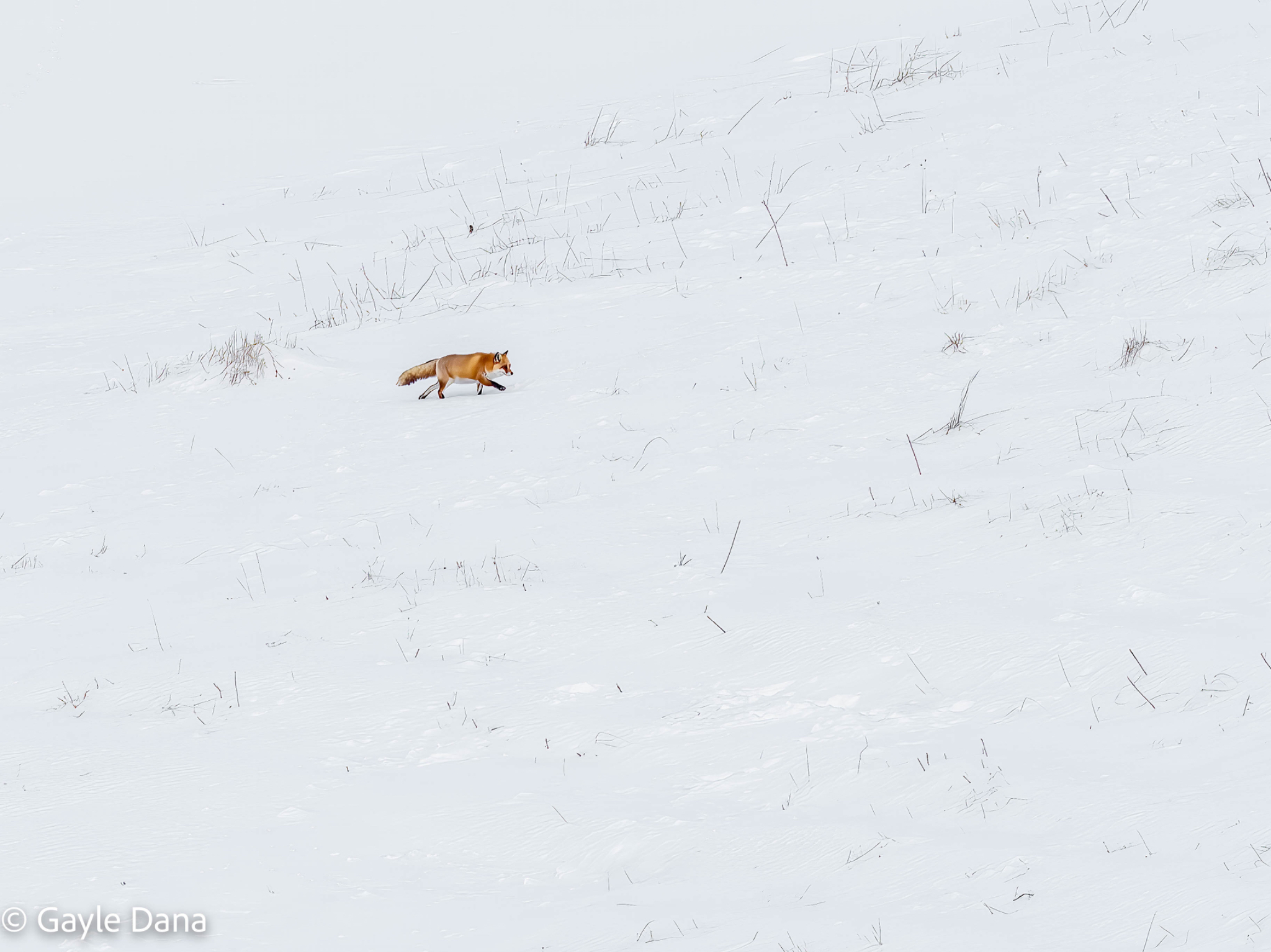 Fox walking